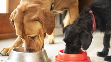 Photo of Mascotas y frío: dónde deben dormir los perros con las bajas temperaturas, según la ciencia