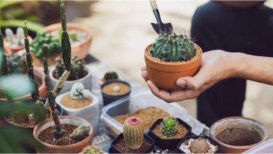Photo of Cómo hacer esquejes o gajos de plantas para poder regalar a tus amigos y familia