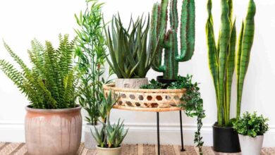 Photo of Las plantas que vas a querer tener en tu casa para que absorban la humedad, según los jardineros