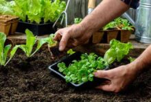 Photo of Los tres consejos de expertos para cuidar tu huerta en casa como un verdadero profesional