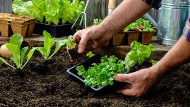 Photo of Los tres consejos de expertos para cuidar tu huerta en casa como un verdadero profesional