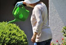 Photo of Este consejo de riego salvará a tus plantas del daño causado por el frío