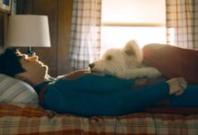 Photo of De qué raza es el perro de Superman, Krypto: la verdad sobre su origen y el animal que le dio vida en el cine