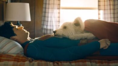 Photo of De qué raza es el perro de Superman, Krypto: la verdad sobre su origen y el animal que le dio vida en el cine