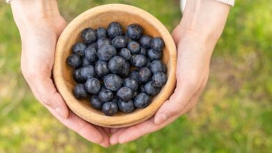 Photo of El pequeño fruto que lidera el ranking de salud por su alto valor nutricional, según expertos