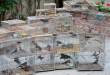 Photo of Tráfico ilegal de fauna