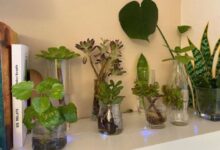 Photo of Tres plantas acuáticas que requieren pocos cuidados y son perfectas para decorar el interior del hogar