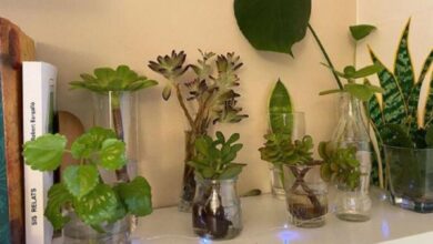 Photo of Tres plantas acuáticas que requieren pocos cuidados y son perfectas para decorar el interior del hogar
