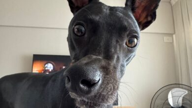 Photo of La historia de Trufa, una galga a la que le desviaron el hocico de un golpe y hoy logró recuperar la alegría