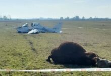 Photo of Sorpresa y milagro: una avioneta tuvo un extraño choque contra un toro