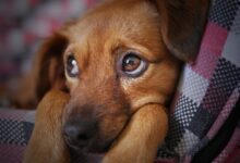 Photo of Por qué tu perro te sigue a todos lados, según la psicología canina