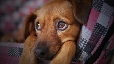 Photo of Por qué tu perro te sigue a todos lados, según la psicología canina