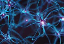 Photo of Los 7 alimentos que favorecen el crecimiento de las neuronas: actúan como abono cerebral