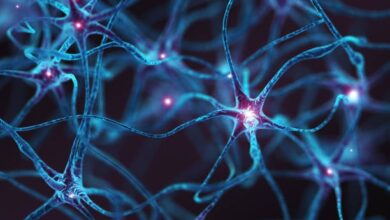 Photo of Los 7 alimentos que favorecen el crecimiento de las neuronas: actúan como abono cerebral
