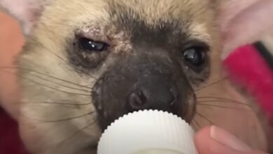 Photo of Su mamá la abandonó, una rescatista la salvó y el gesto que tuvo cuando volvió a ser dejada en libertad enterneció a todos