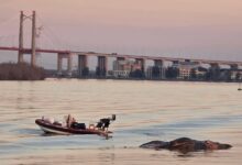 Photo of Ballena muerta en Zárate: la explicación de los expertos sobre los tres casos registrados en solo dos semanas en agua dulce