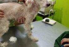 Photo of Vio cómo lo atropellaban, lo siguió 6 cuadras y recién un mes después pudo ayudarlo: “Gritaba de dolor”