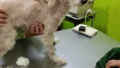 Photo of Vio cómo lo atropellaban, lo siguió 6 cuadras y recién un mes después pudo ayudarlo: “Gritaba de dolor”