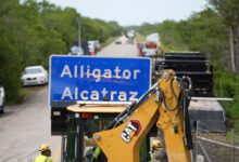 Photo of No solo caimanes: la otra plaga de Alcatraz Alligator y el riesgo para detenidos y guardias en Florida
