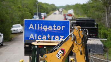 Photo of No solo caimanes: la otra plaga de Alcatraz Alligator y el riesgo para detenidos y guardias en Florida