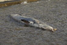 Photo of Ballena varada en Costanera Norte: de dónde llegó y cómo será el operativo para trasladarla