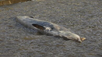 Photo of Ballena varada en Costanera Norte: de dónde llegó y cómo será el operativo para trasladarla