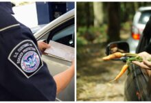 Photo of Un secreto de US$15 millones dentro de un camión de zanahorias: el hallazgo de la CBP en Texas