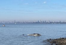 Photo of Apareció una ballena en la costa de Vicente López