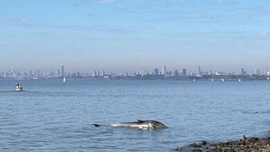 Photo of Apareció una ballena en la costa de Vicente López