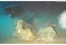 Photo of Lanzaron una vaca a las profundidades del mar de China: científicos querían simular el hundimiento de una ballena