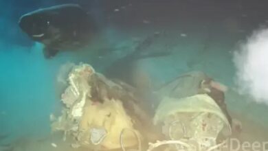 Photo of Lanzaron una vaca a las profundidades del mar de China: científicos querían simular el hundimiento de una ballena