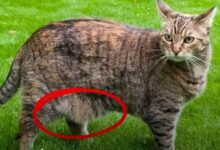 Photo of Qué es lo que cuelga de la panza de los gatos