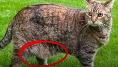 Photo of Qué es lo que cuelga de la panza de los gatos