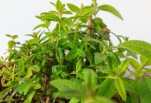 Photo of Cedrón: conocé los riesgos ocultos de esta planta medicinal que mal usada puede provocar efectos adversos