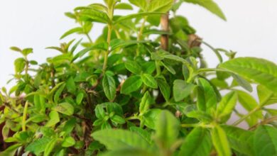 Photo of Cedrón: conocé los riesgos ocultos de esta planta medicinal que mal usada puede provocar efectos adversos