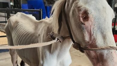 Photo of Lo abandonaron en un descampado; tenía heridas en el cráneo y había perdido un ojo: “Los golpes que recibió fueron demasiados”