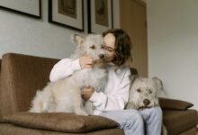 Photo of Cuáles son los beneficios de convivir con un perro, según Harvard