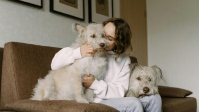 Photo of Cuáles son los beneficios de convivir con un perro, según Harvard