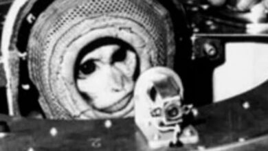 Photo of La historia de Juan, el mono astronauta que se convirtió en el primer habitante argentino en visitar el espacio