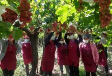Photo of Caso exitoso: llegó de España con 13 años, se dedicó a las frutas y ahora su empresa exporta uvas a selectos mercados
