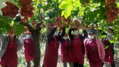 Photo of Caso exitoso: llegó de España con 13 años, se dedicó a las frutas y ahora su empresa exporta uvas a selectos mercados