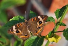 Photo of Cómo los insectos reaccionan a los “gritos imperceptibles” de las plantas