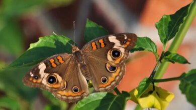 Photo of Cómo los insectos reaccionan a los “gritos imperceptibles” de las plantas