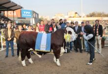 Photo of “Máquina de producir carne”: con ejemplares de alto nivel, Braford consagró en Palermo a sus grandes campeones