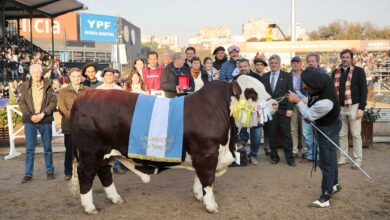 Photo of “Máquina de producir carne”: con ejemplares de alto nivel, Braford consagró en Palermo a sus grandes campeones