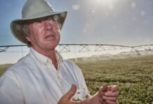 Photo of Sean Cameron: estudió en Escocia e Inglaterra, hizo clic como empresario del agro y habla de un negocio exitoso