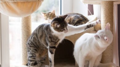 Photo of ¿Amás a los gatos? Esto es lo que significa según la psicología