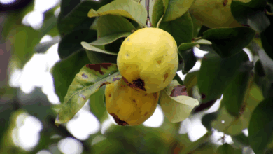 Photo of El árbol perfecto para el jardín que da frutos dulces y florece más de una vez al año
