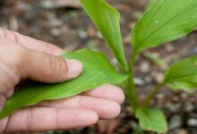 Photo of ¡Cuidado a la hora de trasplantar a tus plantas! Los consejos de la experta para lograrlo con éxito