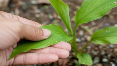 Photo of ¡Cuidado a la hora de trasplantar a tus plantas! Los consejos de la experta para lograrlo con éxito